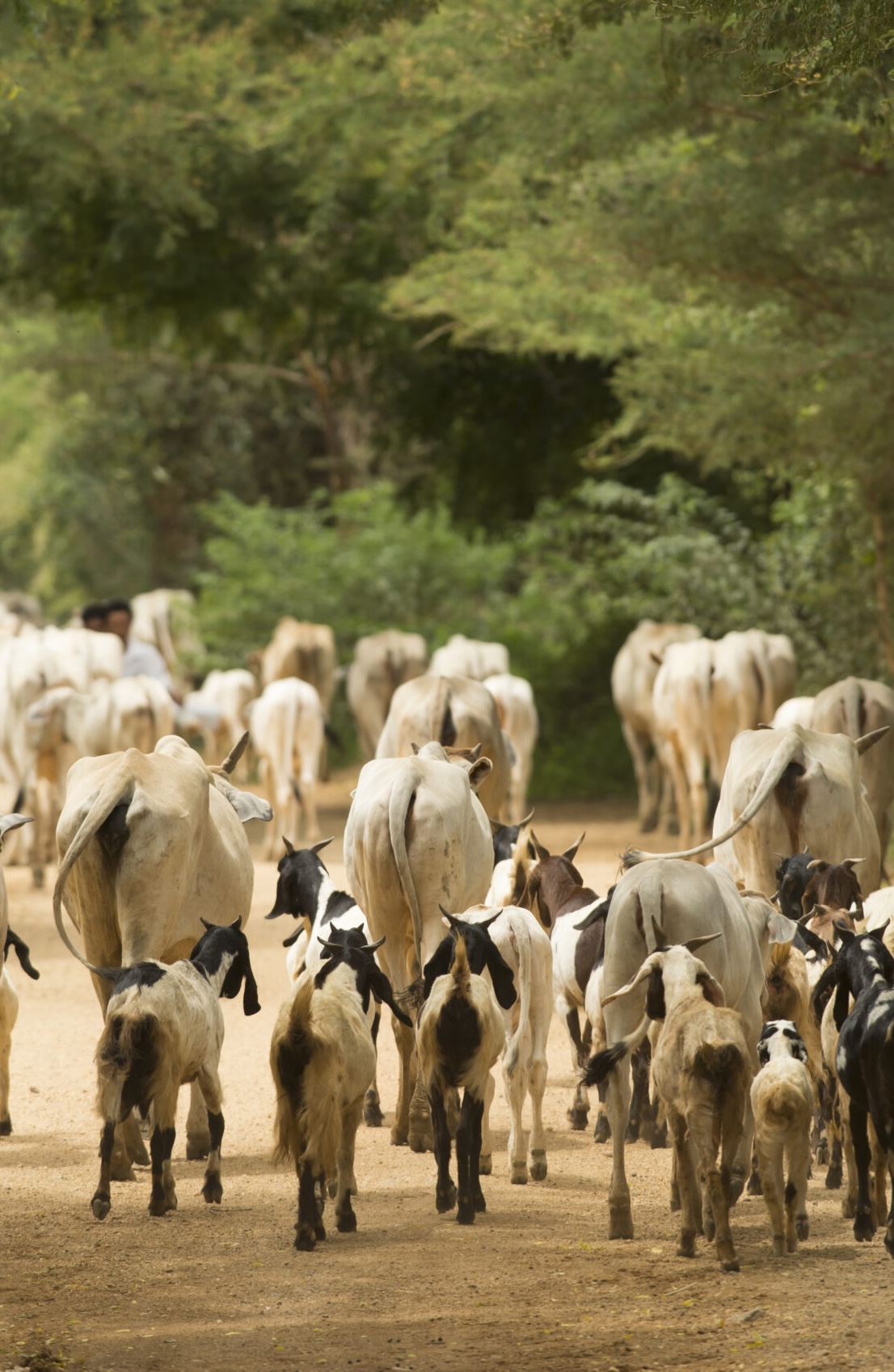 Goat and Cattle herding, Bagan, Myanmar