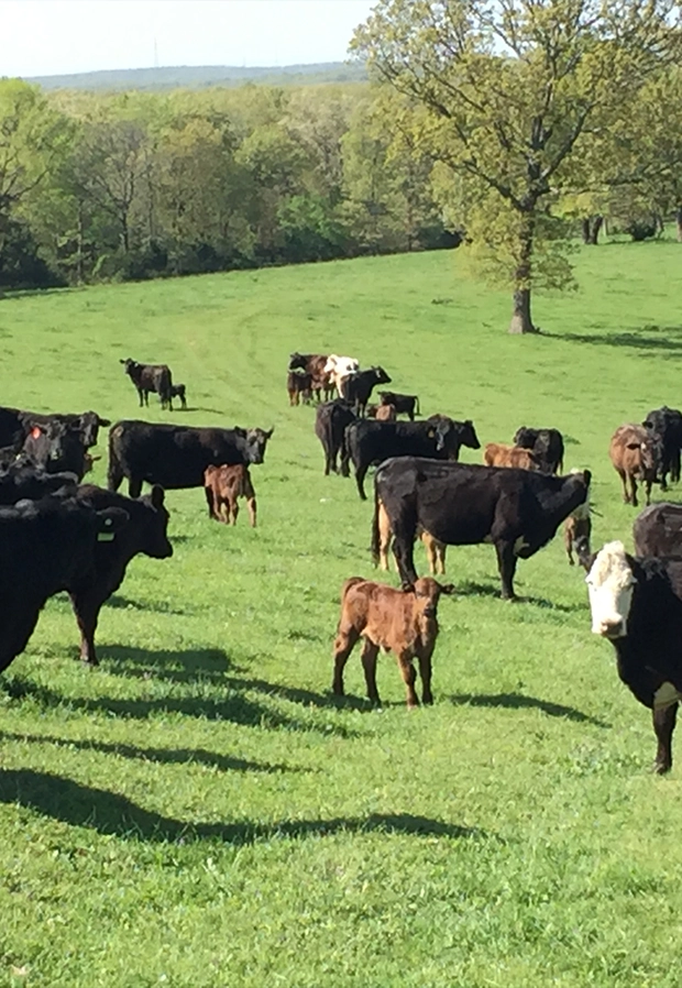 Cattle