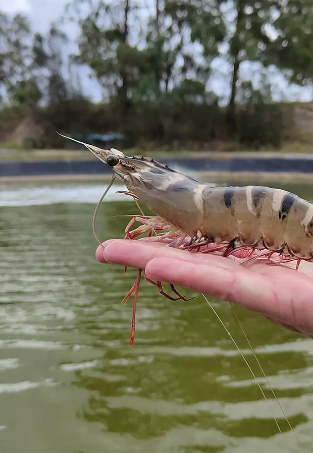 Shrimpt